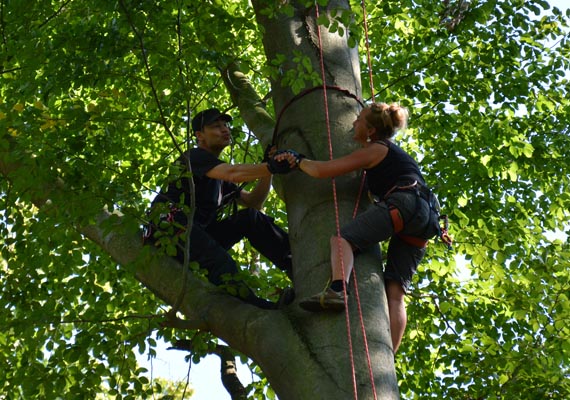 Bäume haben eine besondere Energie. Sie machen unser Leben lebenswert. Wir bringen Euch in die Baumwipfel von Buche, Eiche Ahorn und Co. - um Energie zu tanken, für die Aussicht, den Kick oder den Geocache der da oben irgendwo baumelt.
